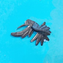 Load image into Gallery viewer, 3D Hummingbirds